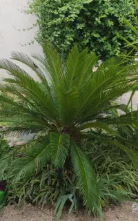گل سیکاس