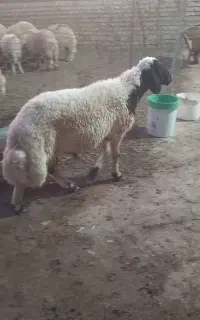 قورچ سنجابی گوسفند