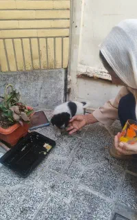 سگ بومی