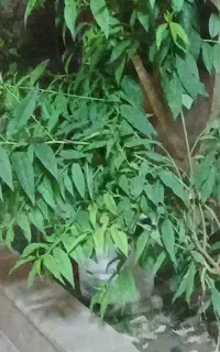 کارگر برای گاوداری شیری ۳باردوش