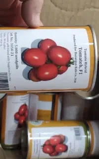 بذر گوجه نقد وچک