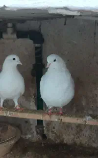 یه جفت کبوتر سفید پاک