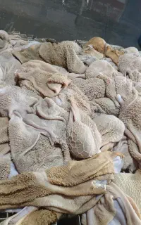 سیراب شیردون بره درشت کشتار روز