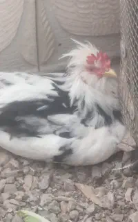 خروس جوان و زیبا