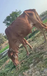فروش فوری گاو ماده داشتی قصرقند