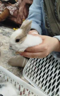 فروش بچه خرگوش