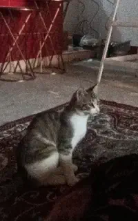 واگذاری گربه ماده