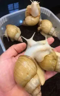 حلزون آلبینو برای زیبایی پوست صورت شما