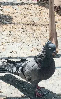 سبز کلاهی ماده