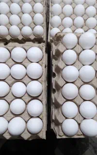 پخش تخم مرغ روز