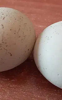 سنگ قیمتی
