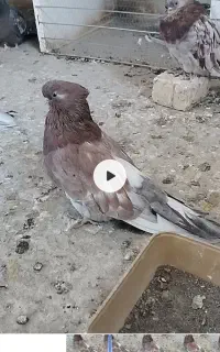 کبوتر نوک قنار