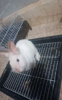 خرگوش سفید
