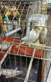 عروس هلندی