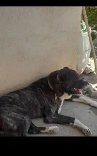 سگ افعان