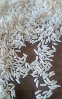 برنج هاشمی امساله