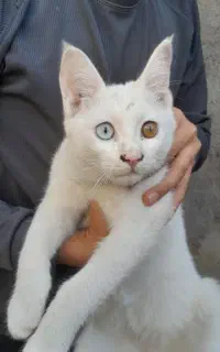 گربه