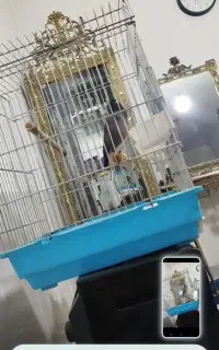 مرغ مینا گم شده