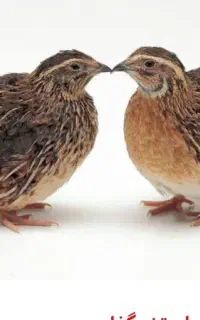 بلدرچین