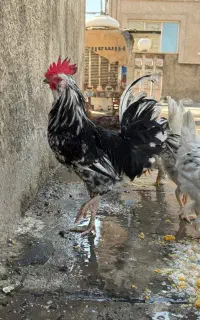 چند تا خروس ۶ماهه داریم کاملا سالم