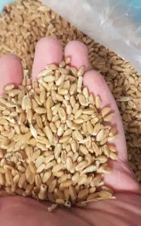 گندم امسال