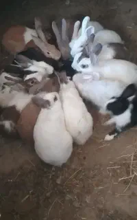 خرگوش