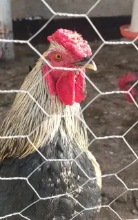 خروس چهل تاج