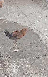 چنتا جوجه خروس لاری