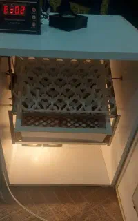 اجاره دستگاه جوجه کشی