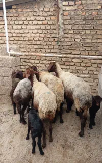 گوسفندهای بره دارجوان