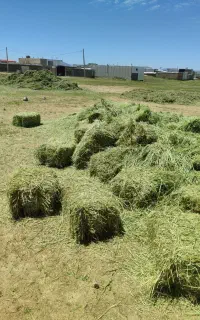 قالب جو