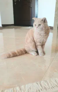 گربه اسکاتیش پرشین