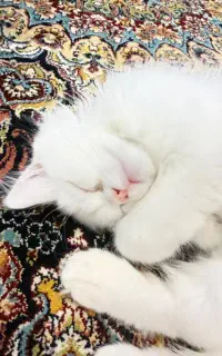 واگذاری گربه پرشین فوق‌العاده باهوش