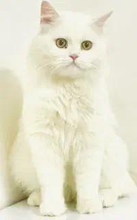 گربه پرشین پشمالو