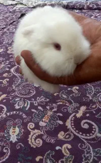 بچه خرگوش