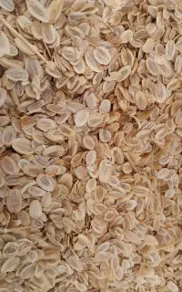 فروش بذرو نشا‌آنغوزه طبس ویزد ارسال ازشهرستان طبس