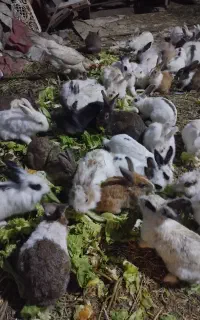 خرگوش خارجی و ایرانی
