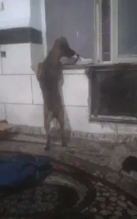 واگذاری توله سگ