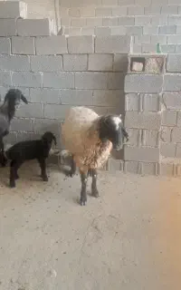 شیشک بره دارو میش ابستن