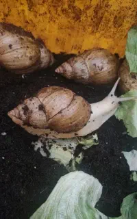 حلزون