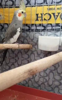 عروس هلندی نر