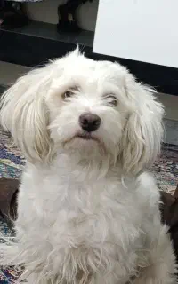 سگ گمشده