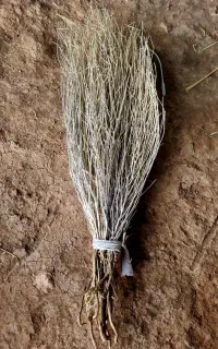 جارو کوهی