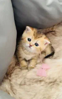 پیشی های ملوس اسکاتیش گلد
