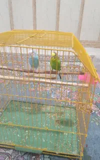 مرغ عشق