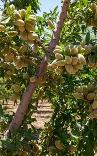 فروش ویژه نهال درجه‌یک مستقیم از نهالستان