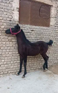 اسب عرب