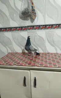کبوتر