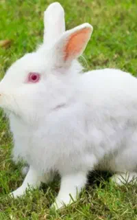 یک جفت خرگوش نر وماده