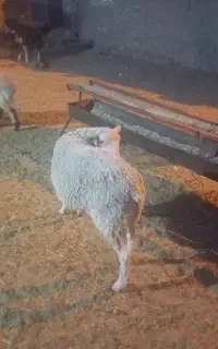 میش لاکن